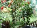 2 BHK Independent House for Sale in Bannerghatta Road