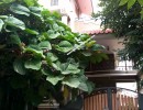 4 BHK Independent House for Sale in Gananambika Mills