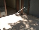 3 BHK Flat for Sale in Koregaon Park