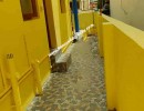 2 BHK Independent House for Sale in Narasimhanaicken Palayam