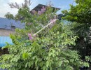 4 BHK Independent House for Sale in Villivakkam
