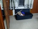 3 BHK Flat for Sale in Ramanathapuram