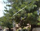 4 BHK Independent House for Sale in Ambattur