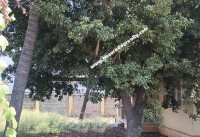 Coimbatore Real Estate Properties Independent House for Sale at Thadagam Road